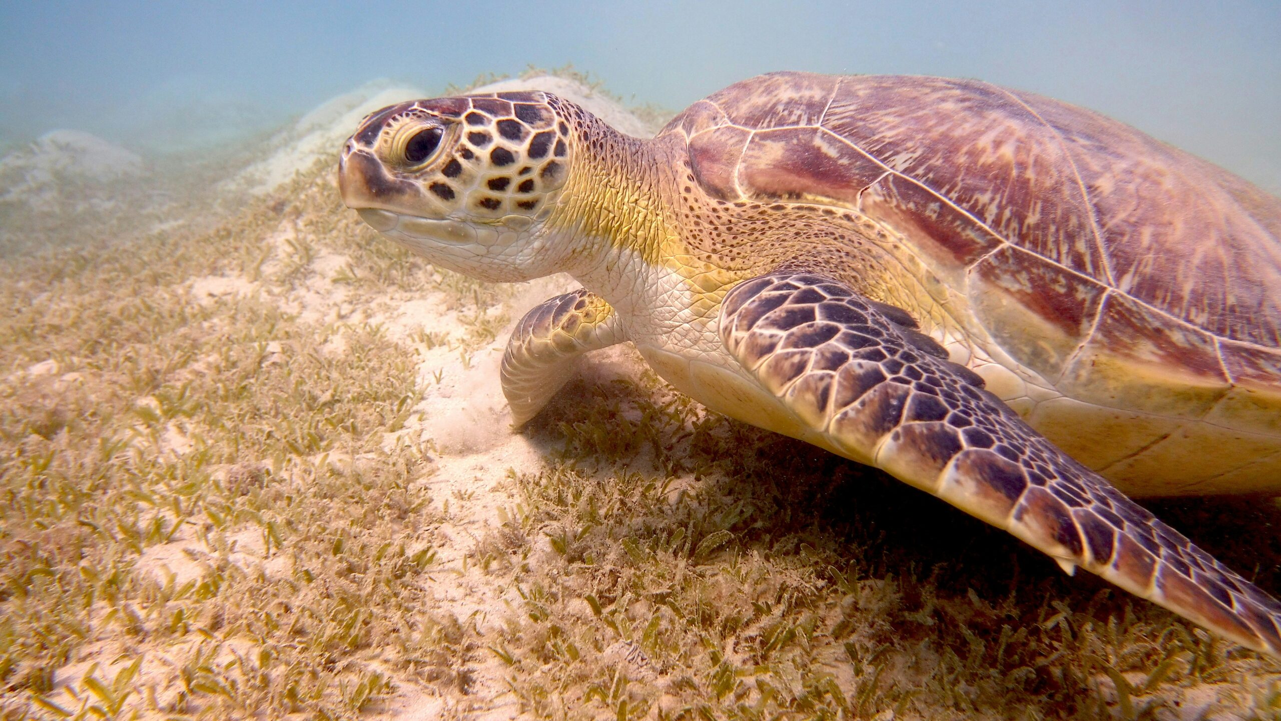 Marsa Alam