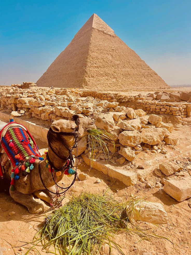 Pyramids Camel