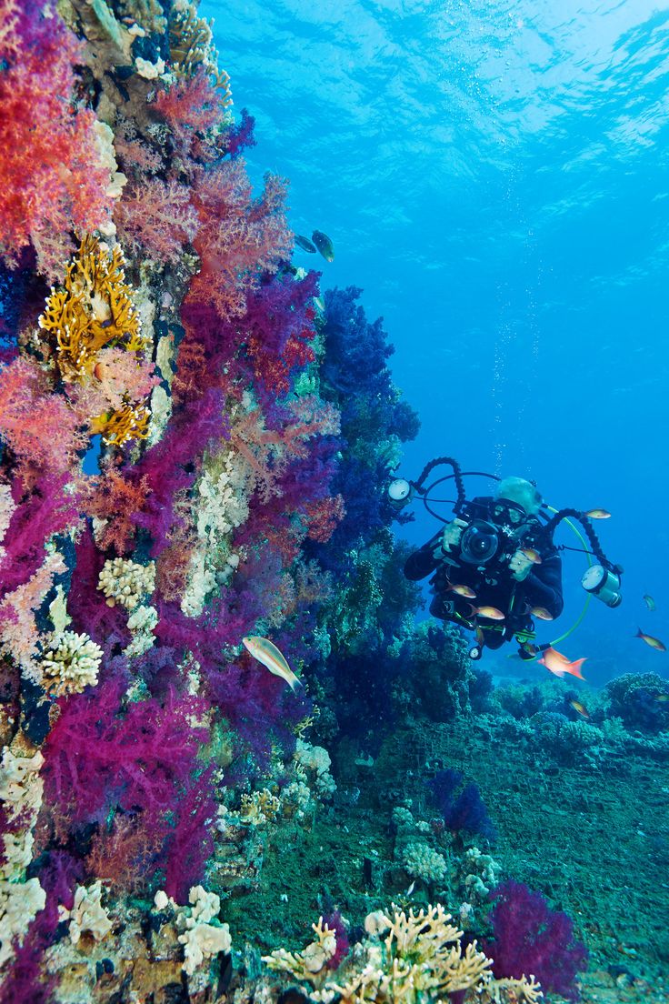 Ras Mohamed Snorkeling Trip by Boat from Sharm Marina