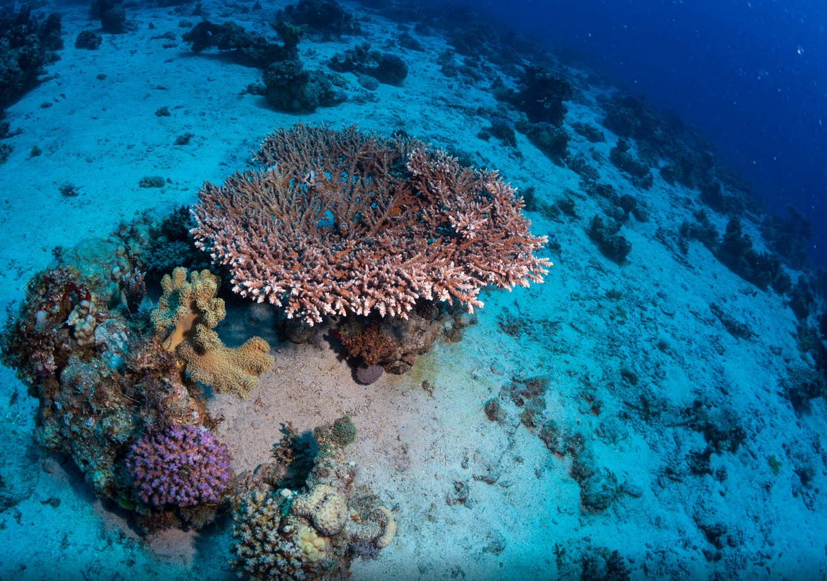 red sea underwater
