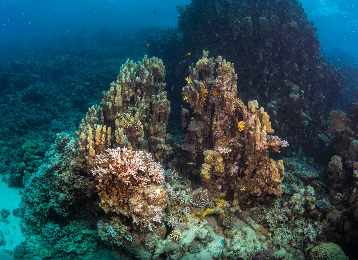 red sea underwater