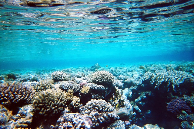 underwater sharm