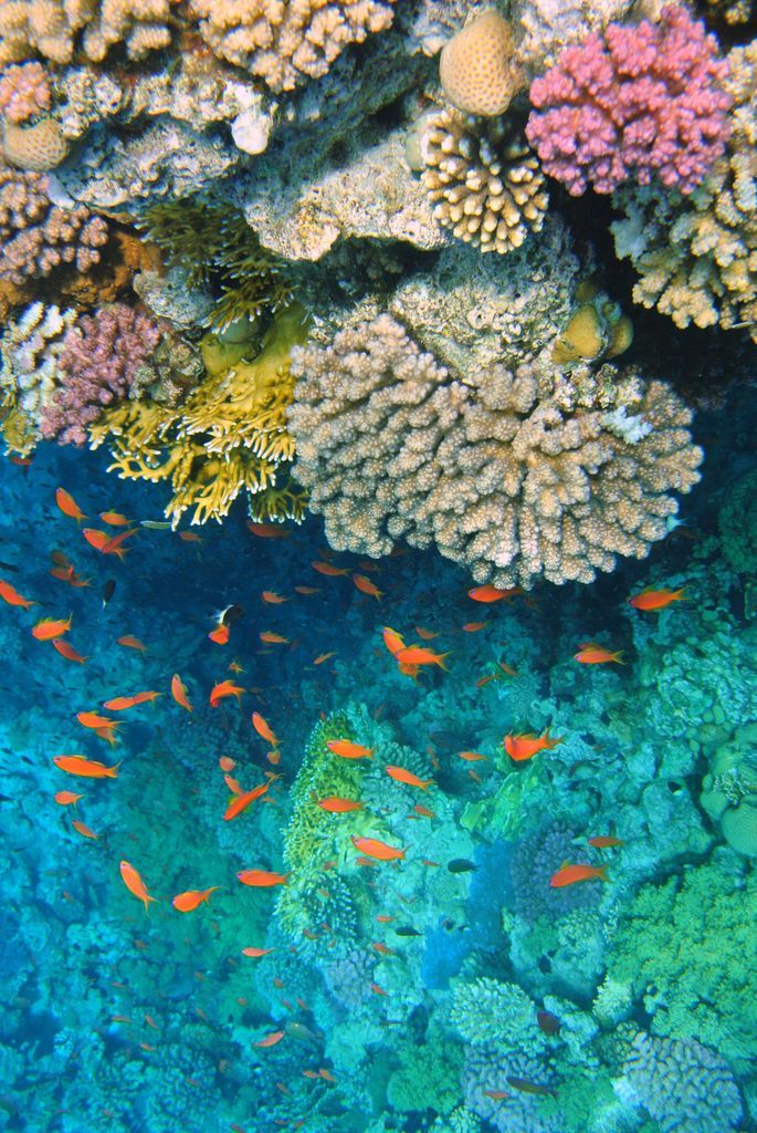 underwater sharm