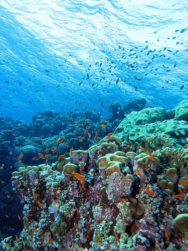 underwater sharm