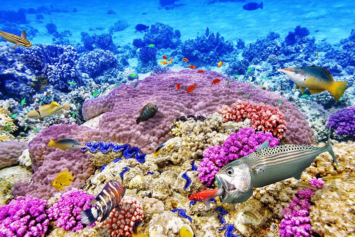 underwater sharm