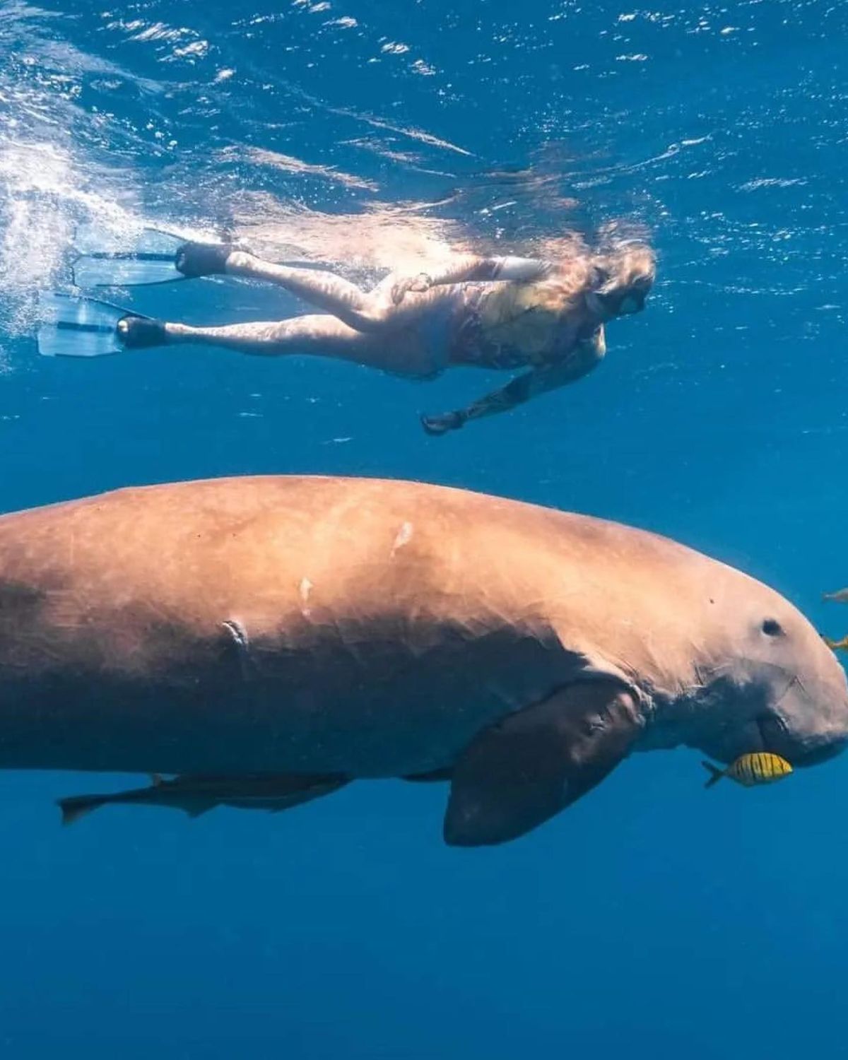 Abu Dabab Marsa Alam