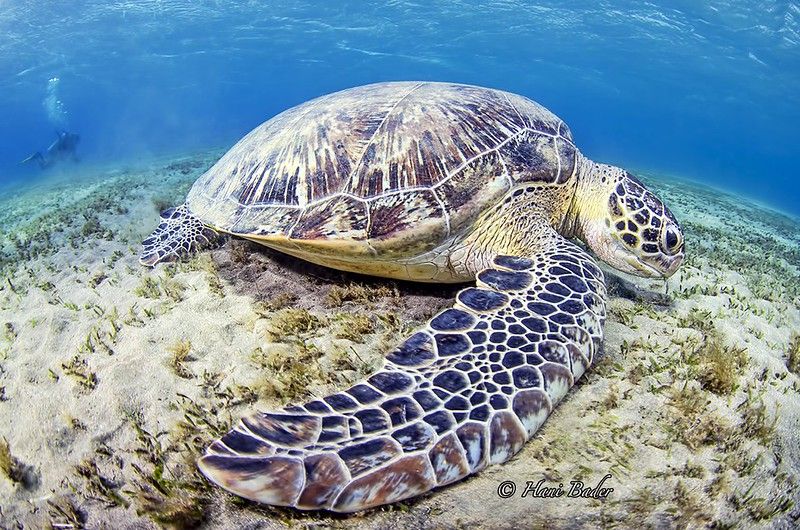 Abu Dabab Bay Tour in Marsa Alam