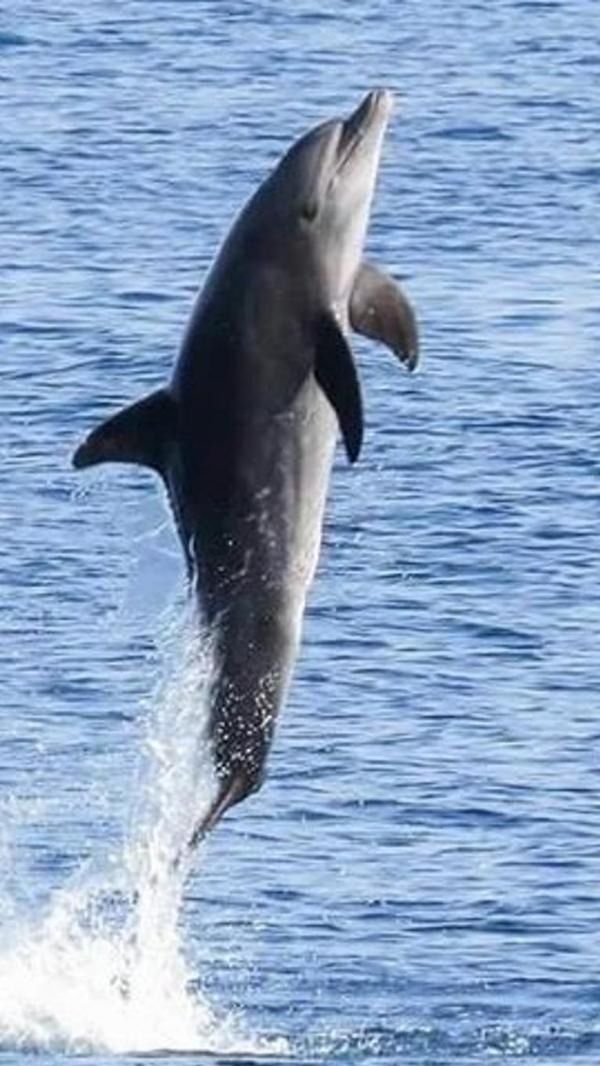 Dolphin House Hurghada