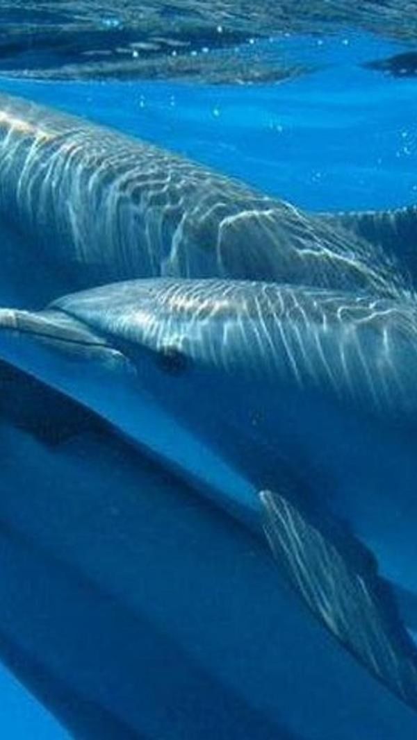 Dolphin House Hurghada