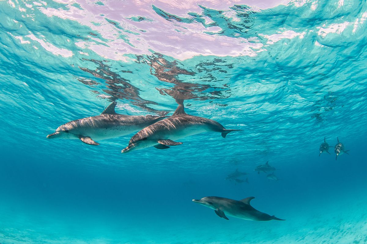 Dolphin House Snorkeling Tour