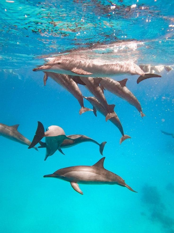 Dolphin House Marsa Alam