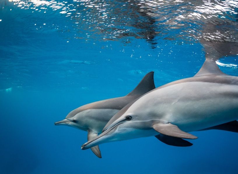 Dolphin House Snorkeling Trip