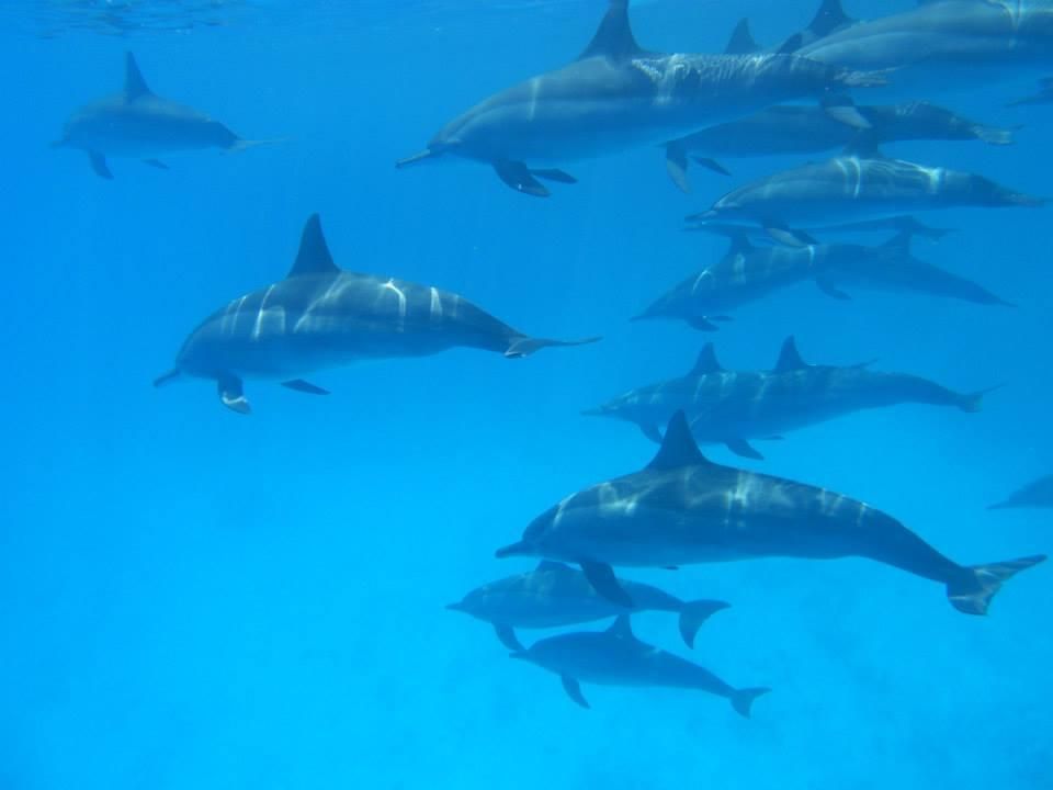 Dolphin House Marsa Alam