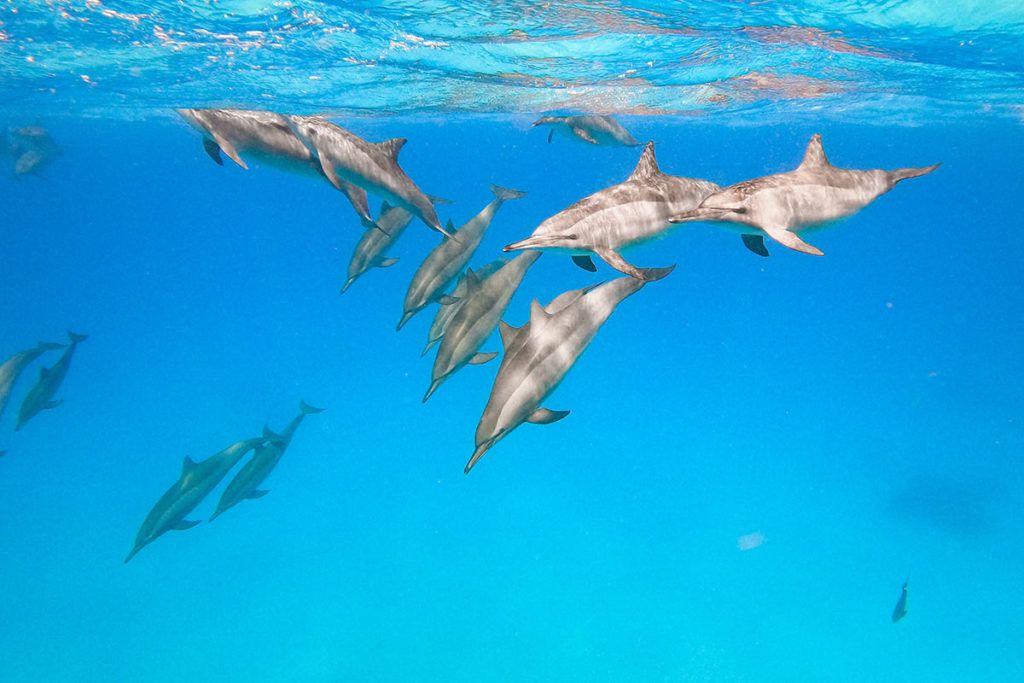 Sataya Dolphin Reef Tour