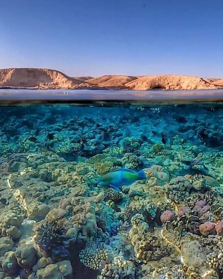 Red Sea Snorkeling and Diving Tour in Hurghada